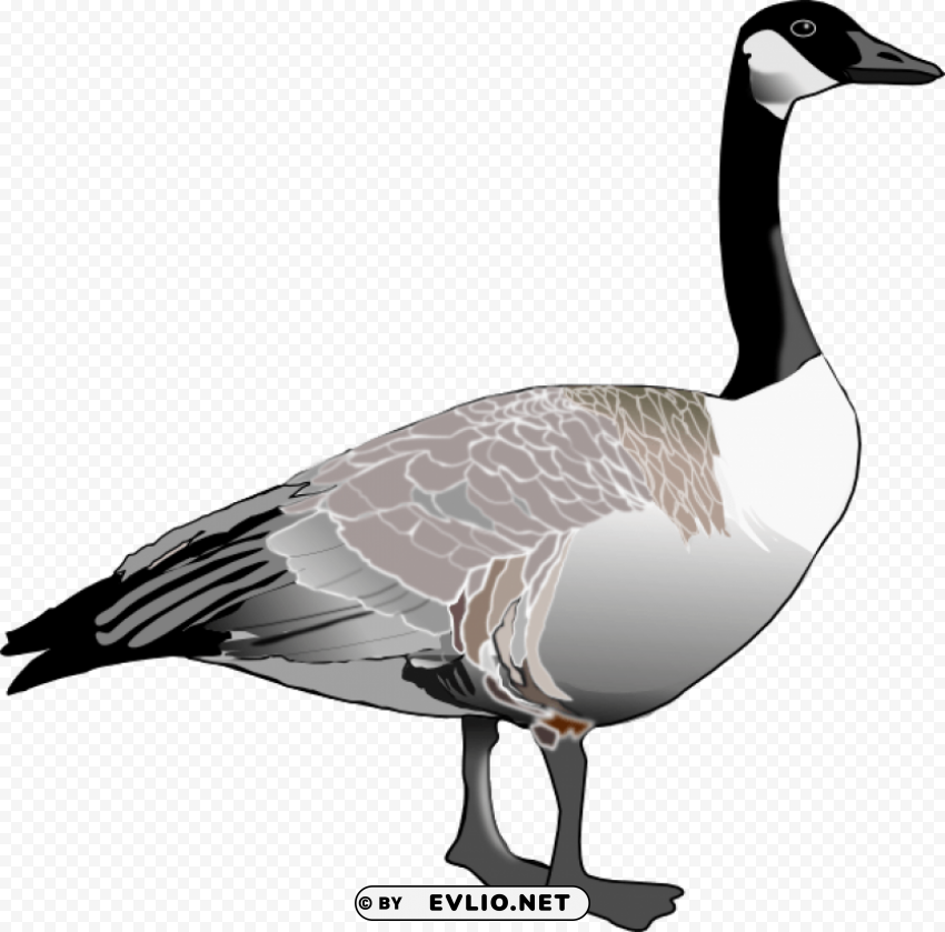 goose HighResolution PNG Isolated Illustration