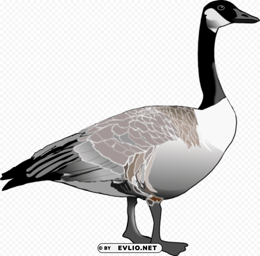 Goose S ClearCut Background Isolated PNG Art