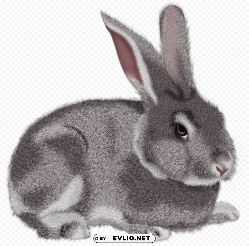 grey rabbitpicture Isolated Graphic Element in HighResolution PNG