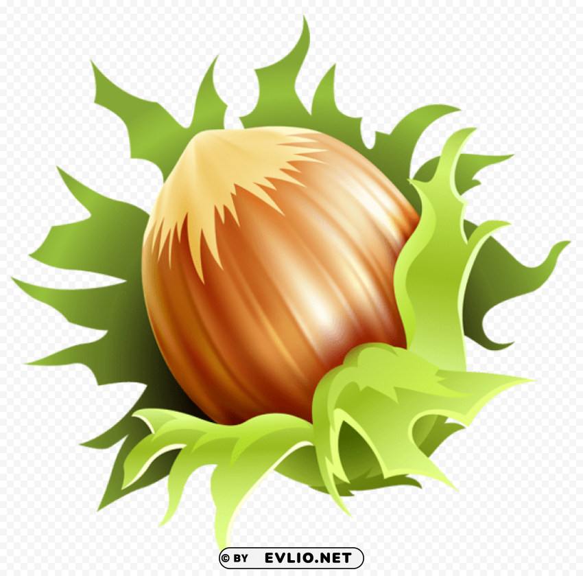 hazelnut Free PNG images with alpha channel