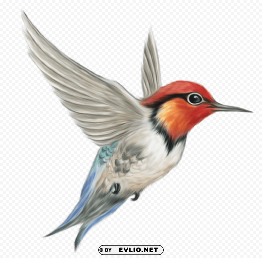 humming bird transparentpicture High-resolution PNG