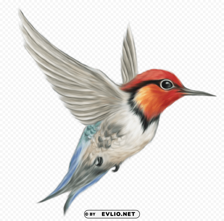 Humming Bird Transparentpicture High-resolution PNG