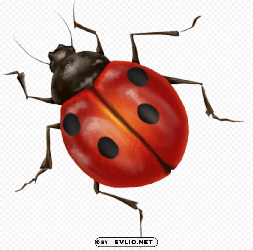 ladybug PNG with transparent overlay