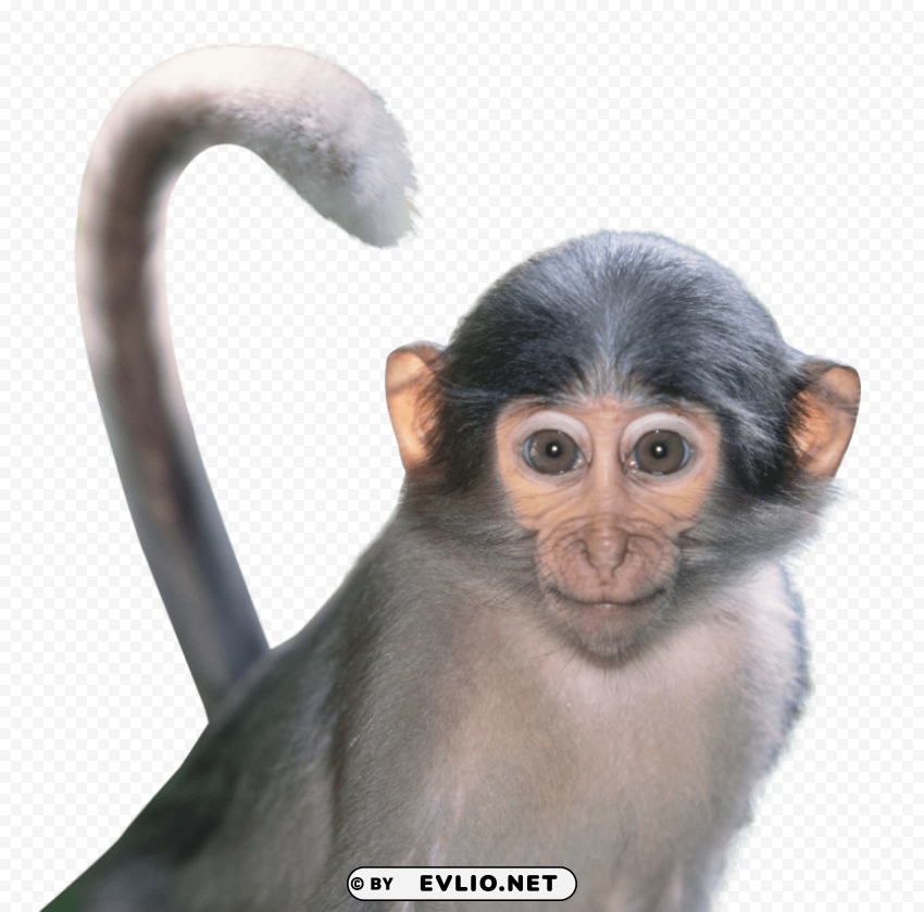 macaque free Transparent PNG vectors
