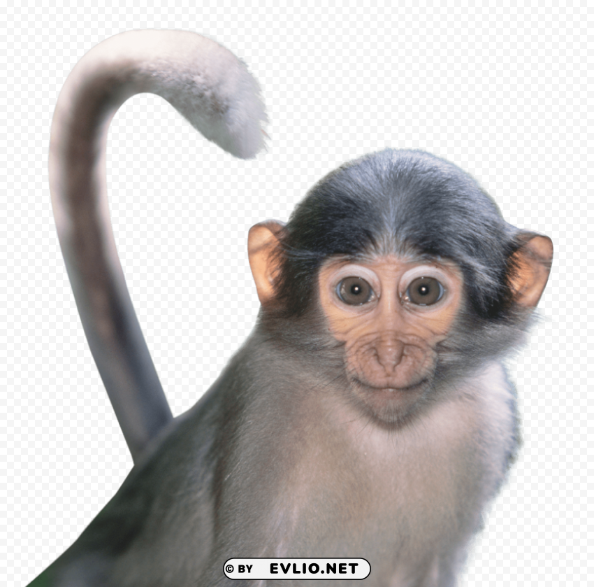 monkey HD transparent PNG png images background - Image ID 1d27a4a6