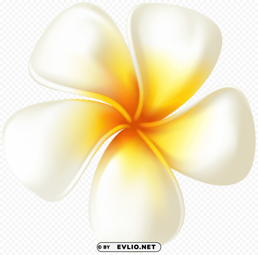 plumeria flower Transparent PNG images for design