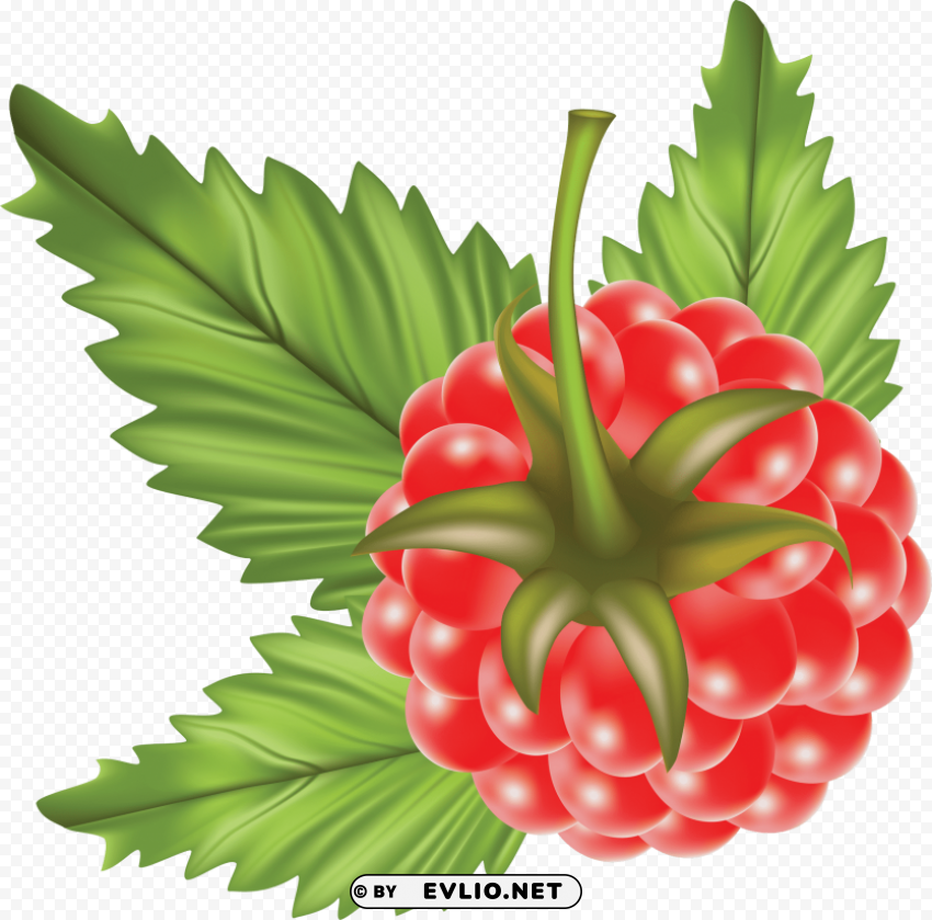 raspberry Free PNG images with alpha transparency compilation