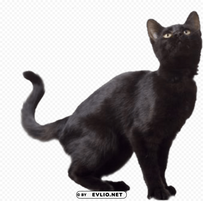 black cat Free download PNG with alpha channel extensive images