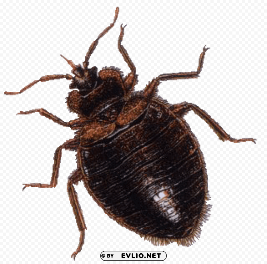 brown bug Isolated Item with Clear Background PNG