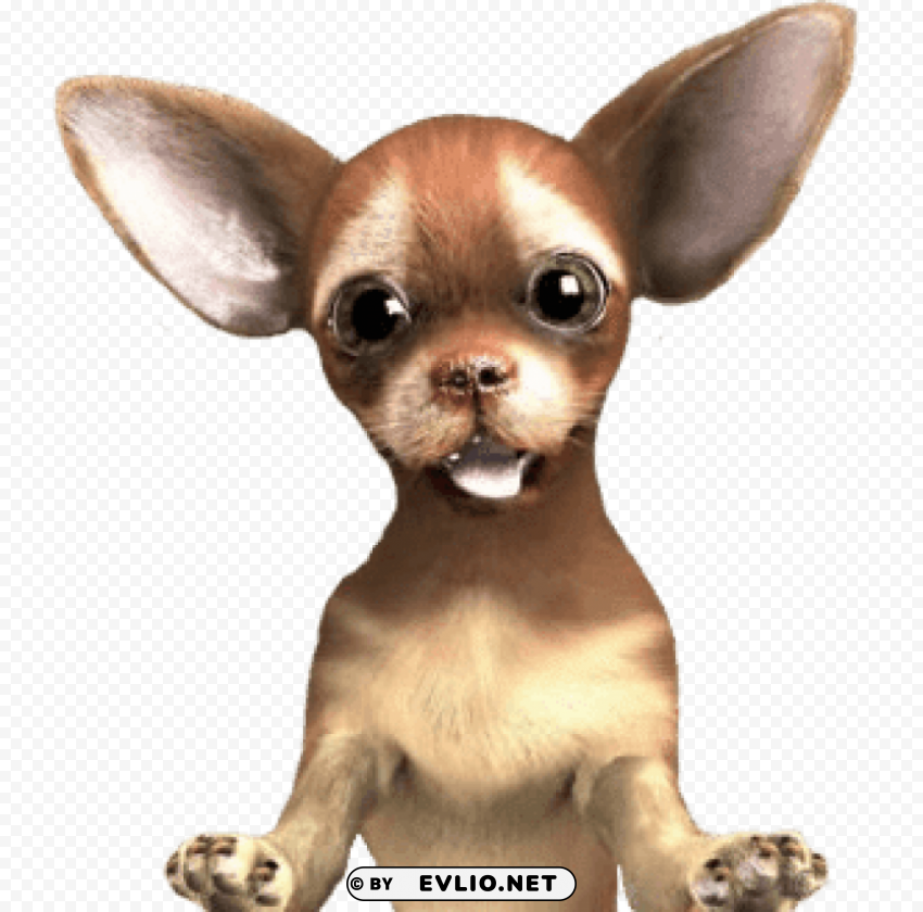chihuahua close up PNG images with transparent canvas comprehensive compilation