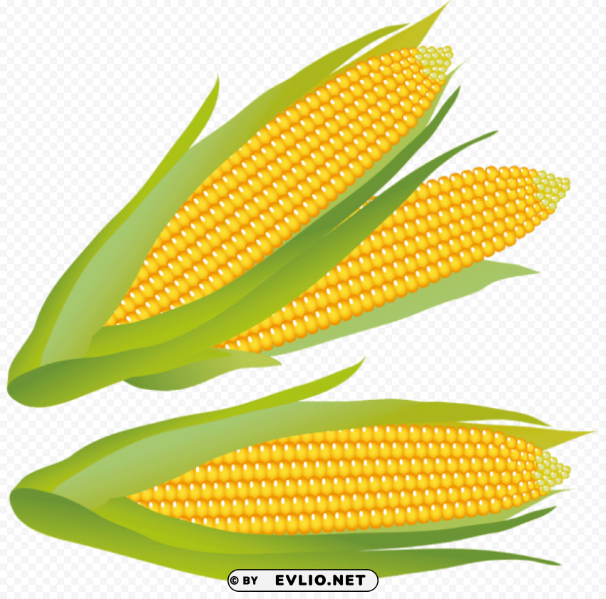 corn Clear PNG file