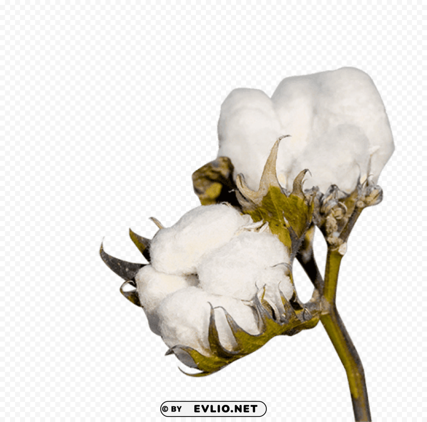 cotton plant PNG files with transparency
