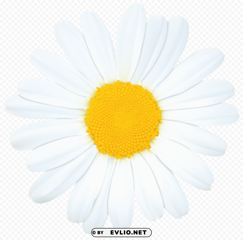 daisy PNG images with alpha transparency layer