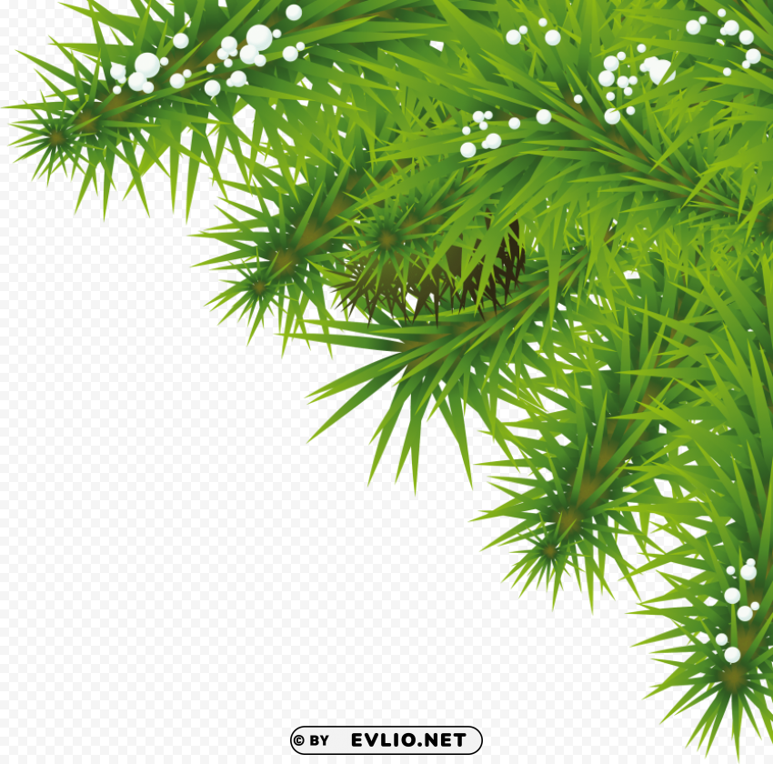 fir tree Isolated Item with Transparent Background PNG