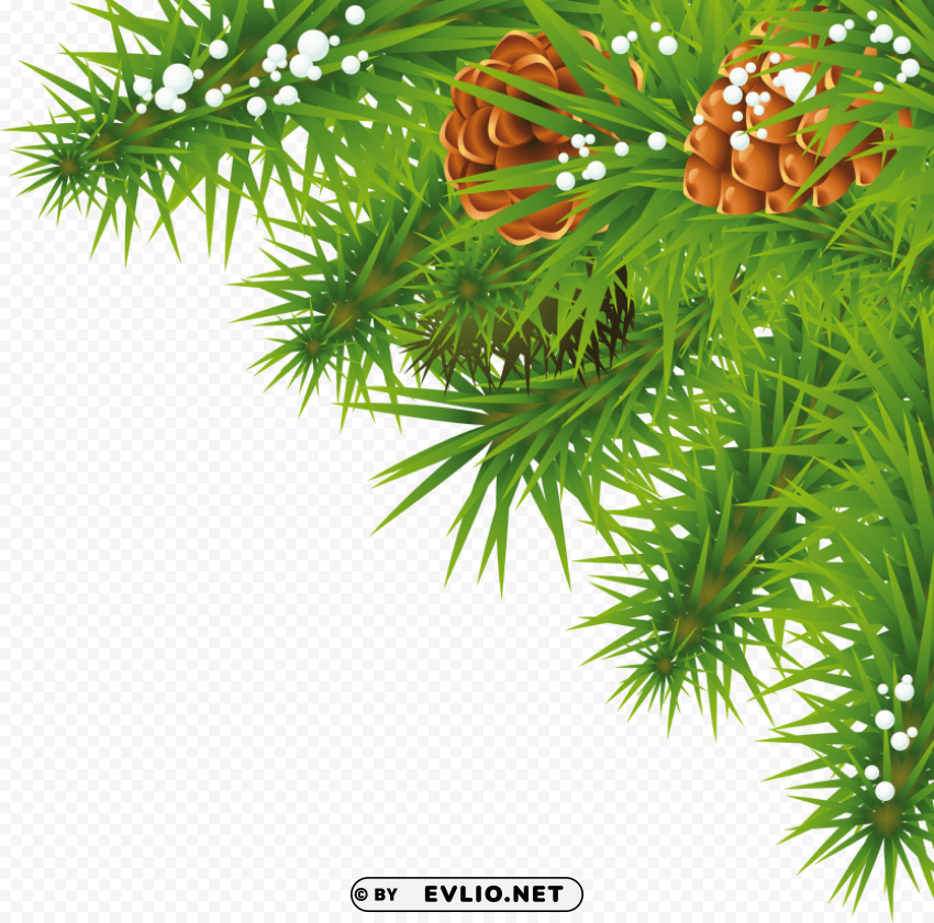 fir tree Isolated Item with Transparent PNG Background