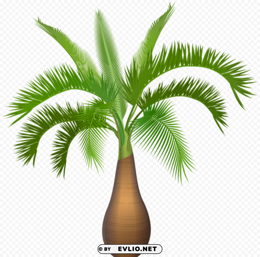 palm tree plant Transparent PNG artworks for creativity