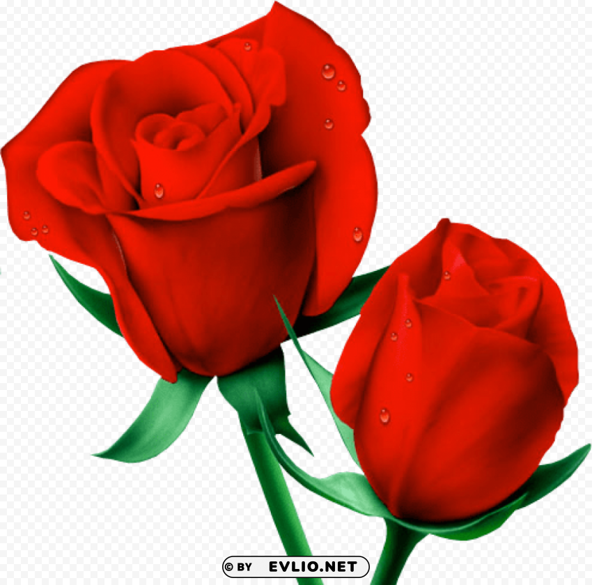 red large painted roses HighResolution Isolated PNG Image