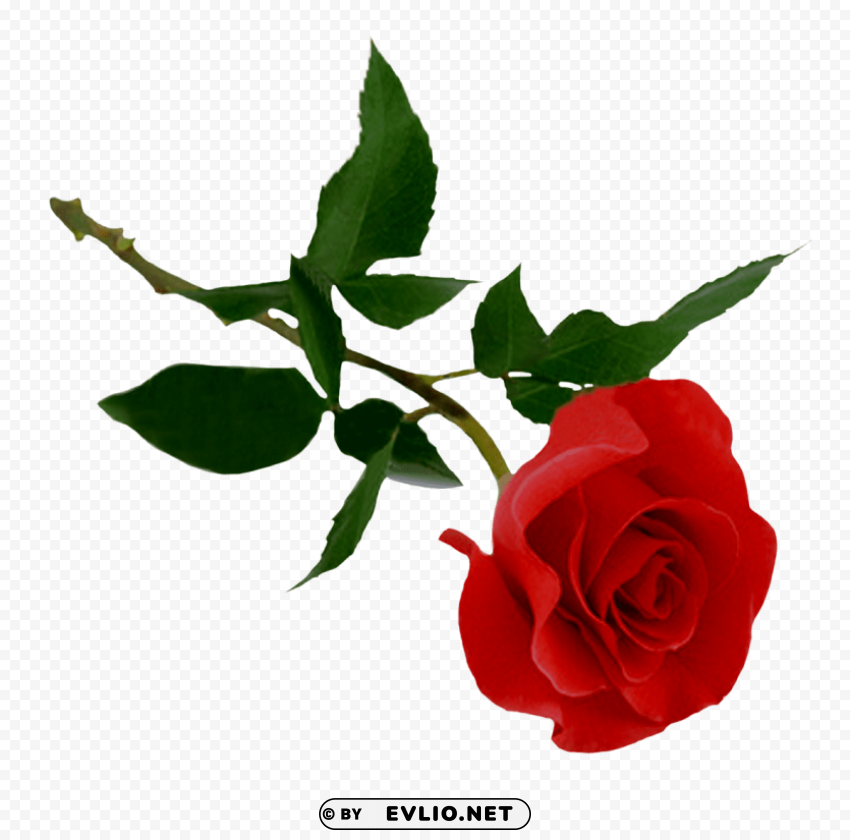 red rose Clear pics PNG