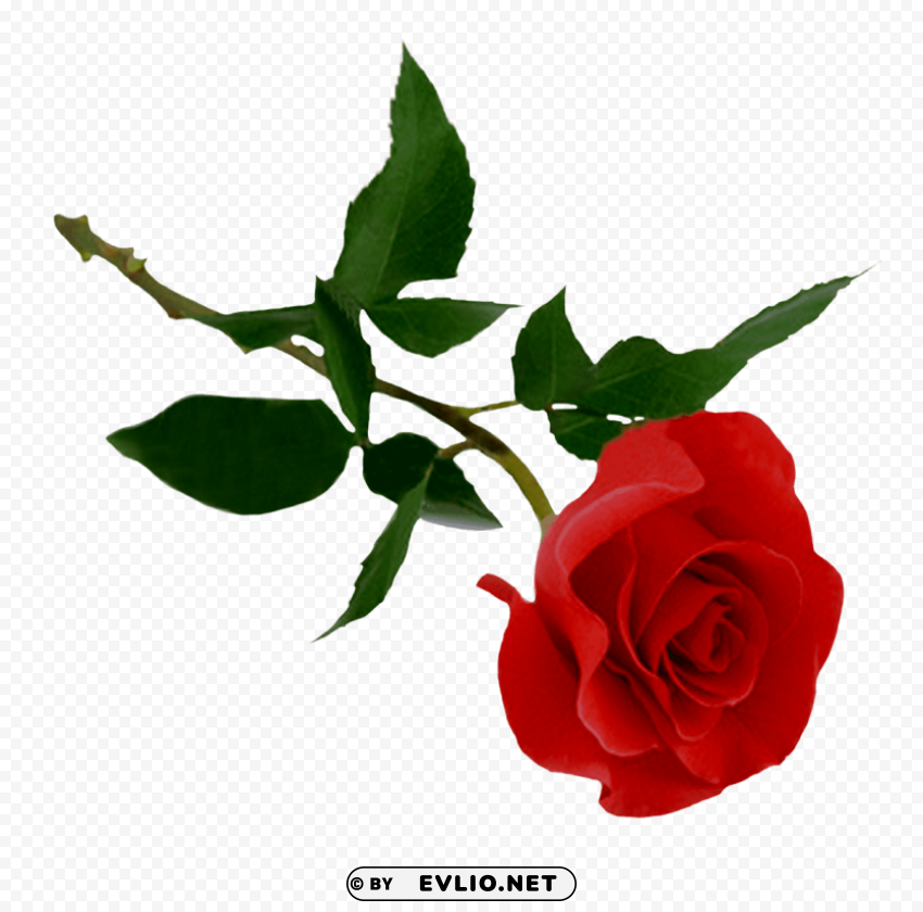 Red Rose Clear Pics PNG