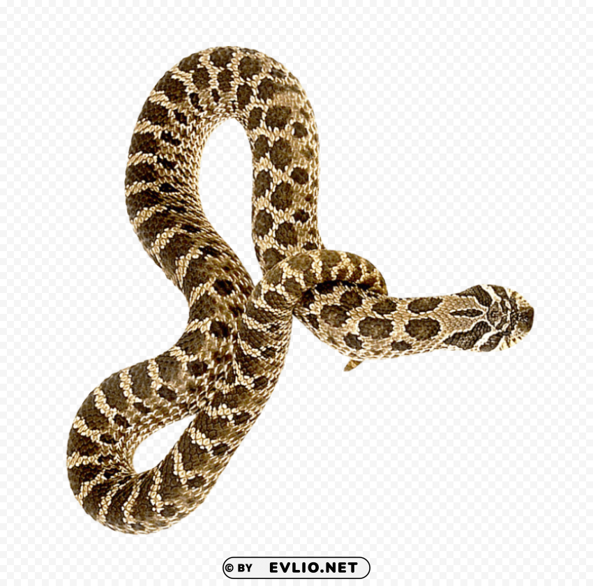 snake PNG for business use