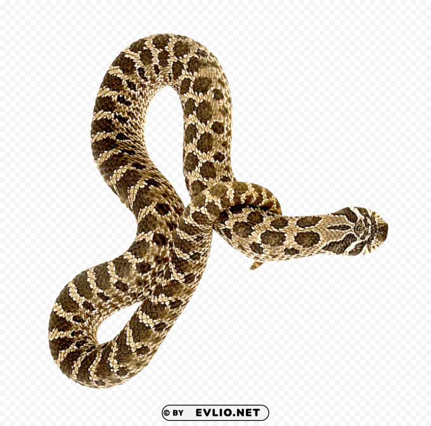 Snake PNG For Business Use