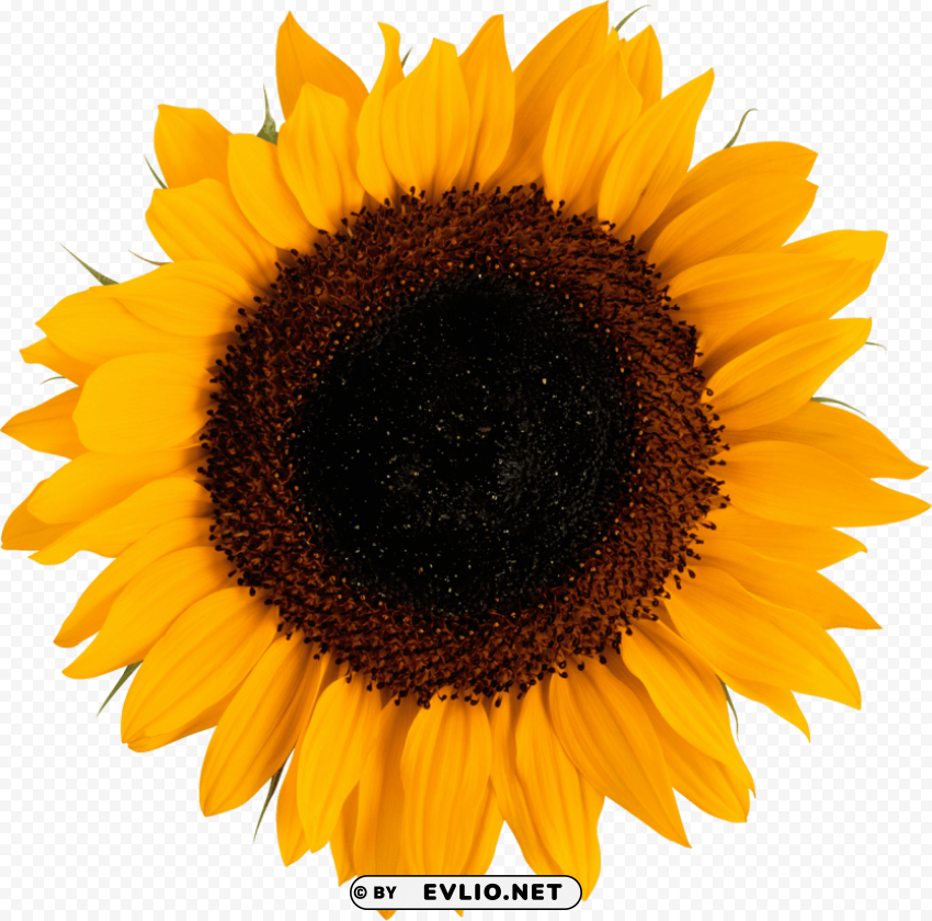 sunflower PNG images with transparent elements