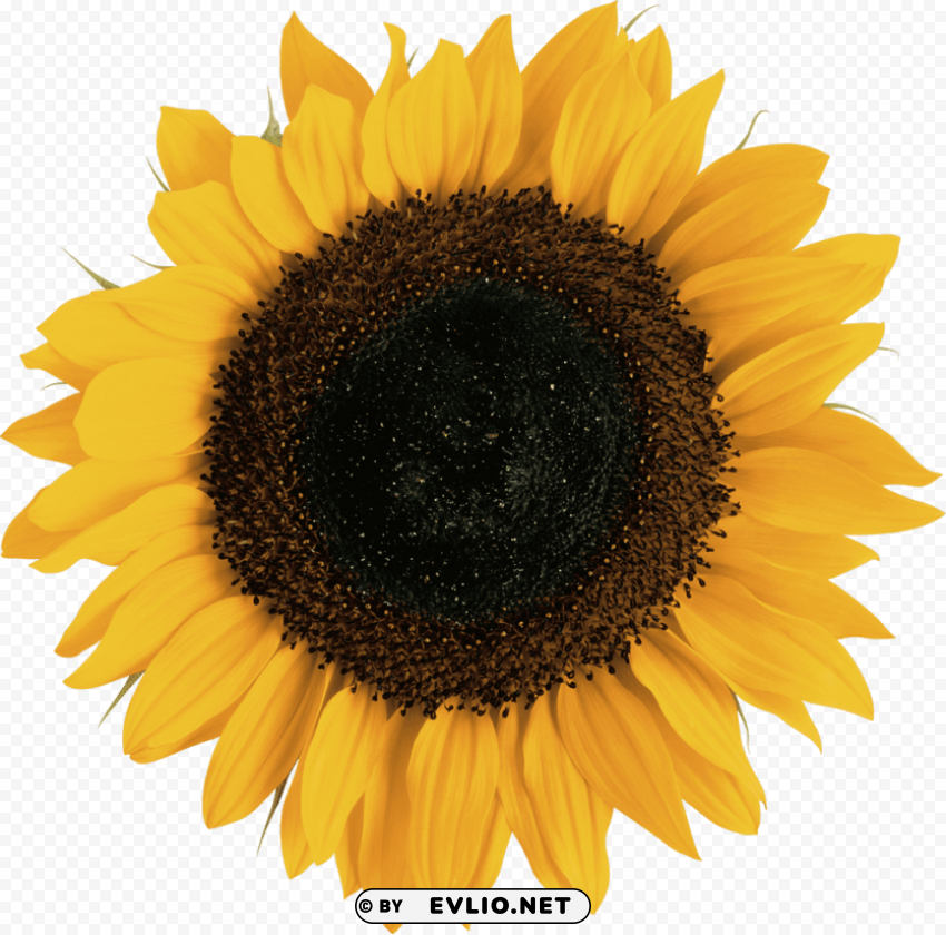 sunflower Transparent pics