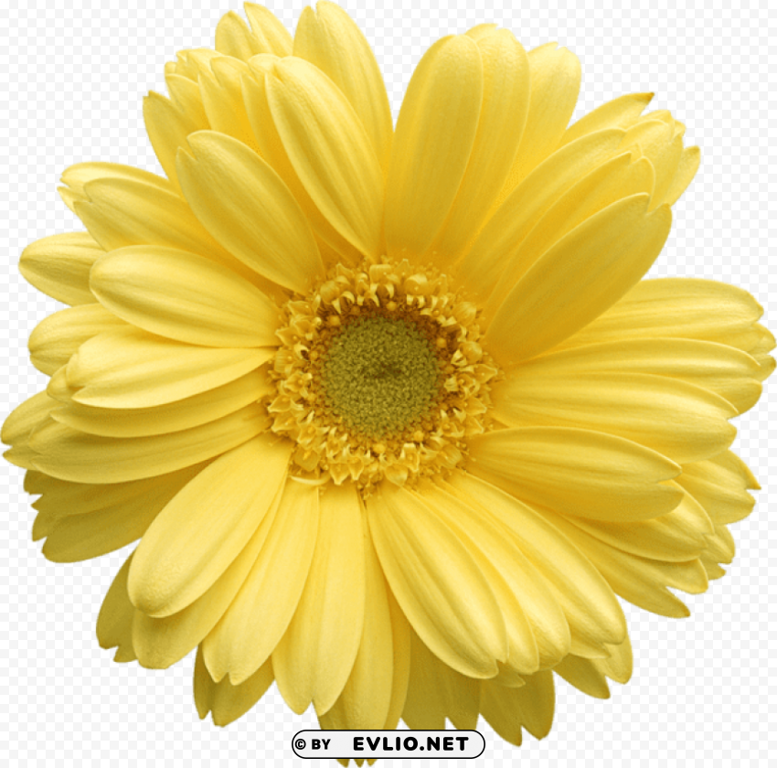 yellow gerber daisy PNG graphics with alpha channel pack
