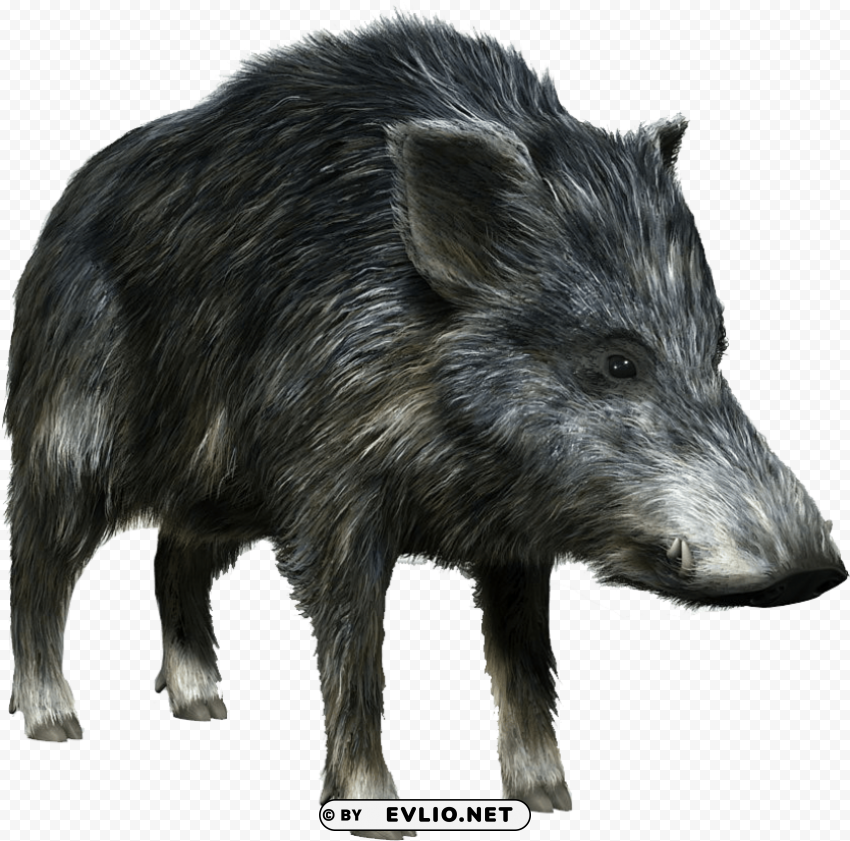 boar Isolated Icon on Transparent Background PNG