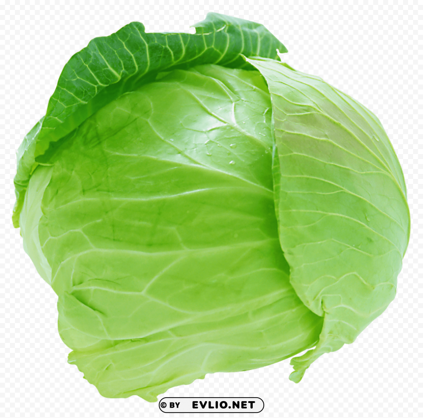 cabbage Clear Background PNG Isolated Element Detail