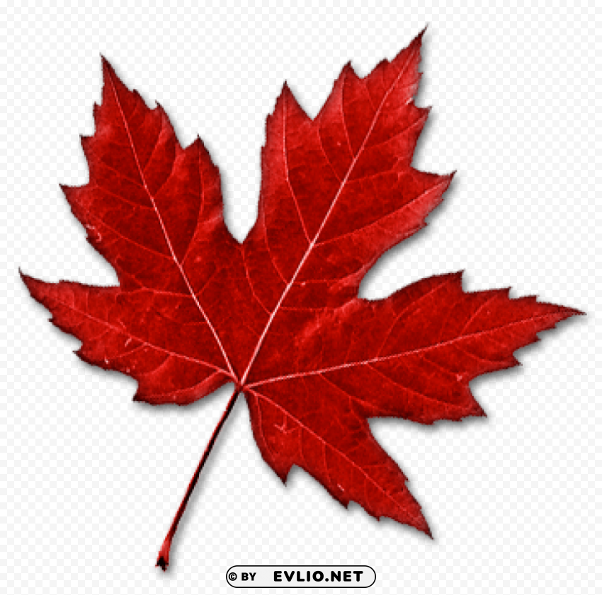 canada leaf Isolated Object on HighQuality Transparent PNG