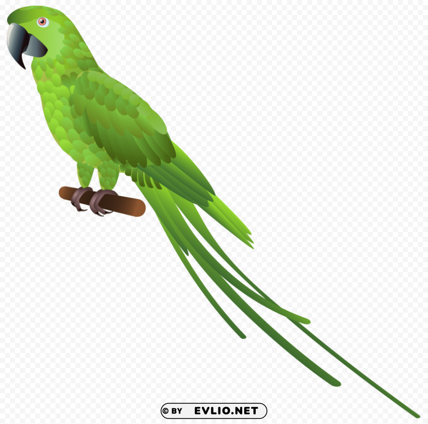green parrot Isolated Artwork on Transparent Background