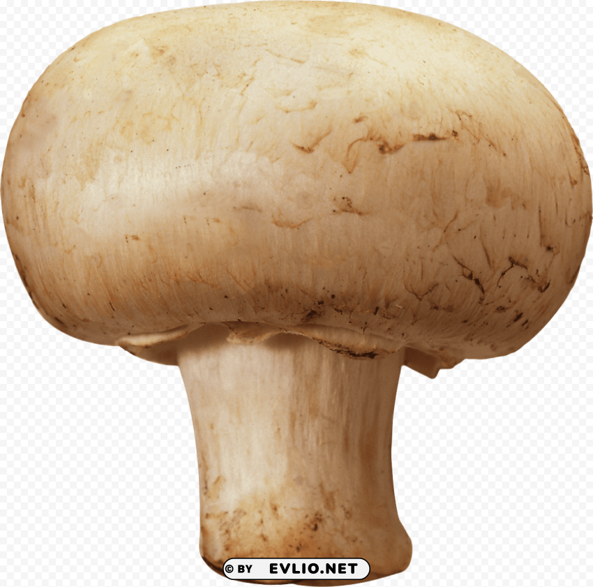 mushroom PNG files with alpha channel