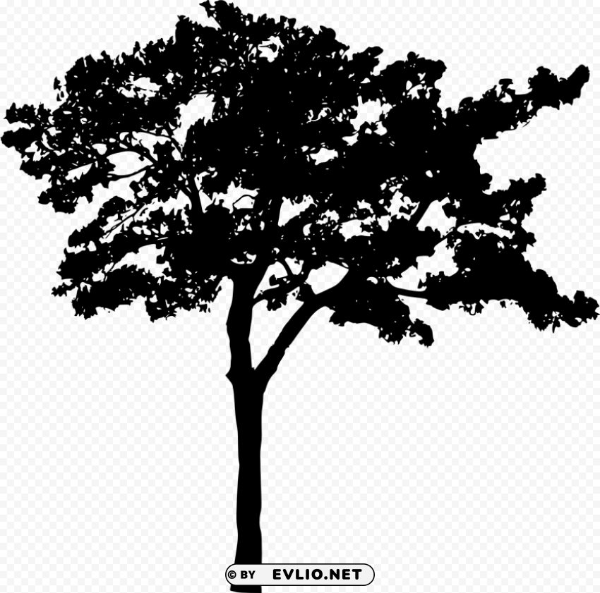 tree silhouette Isolated PNG Image with Transparent Background