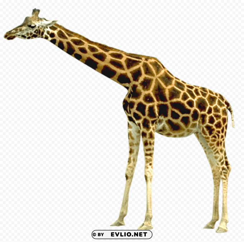 giraffe Free PNG images with transparency collection