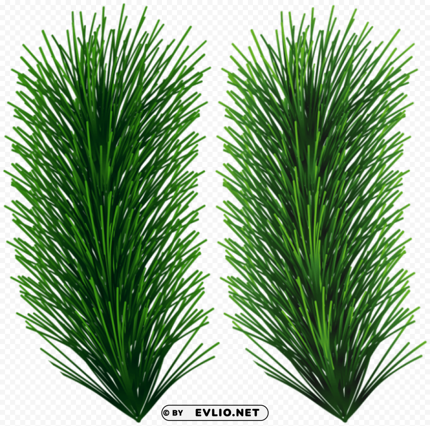 pine green branches Isolated Design Element in HighQuality Transparent PNG