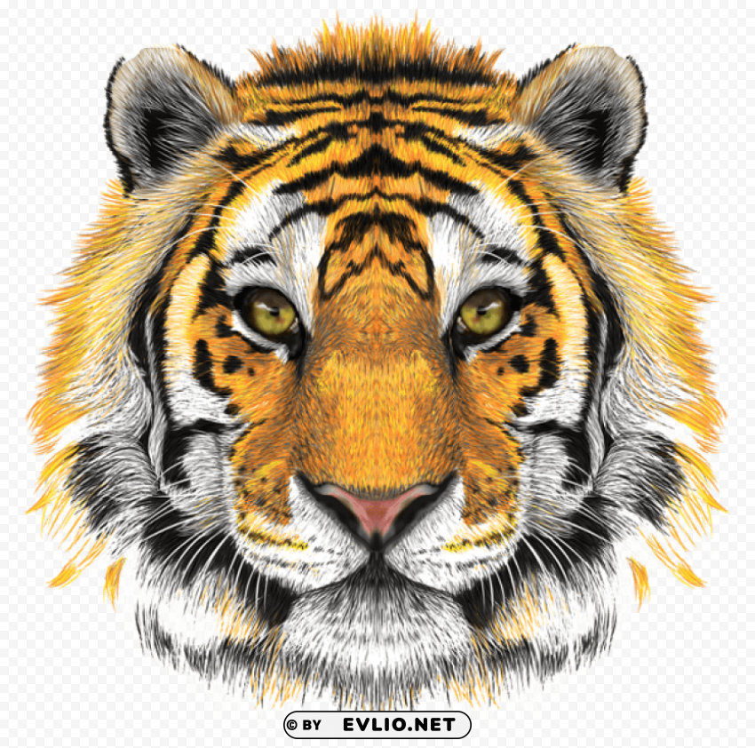 tiger head transparent PNG cutout