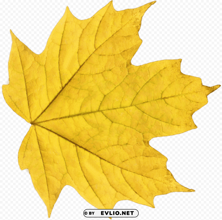 autumn leaves PNG transparent elements complete package