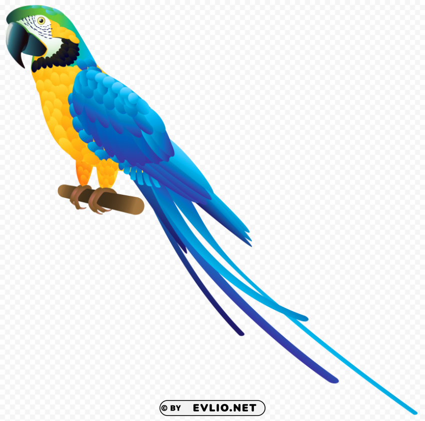 blue parrot Isolated Artwork in HighResolution PNG