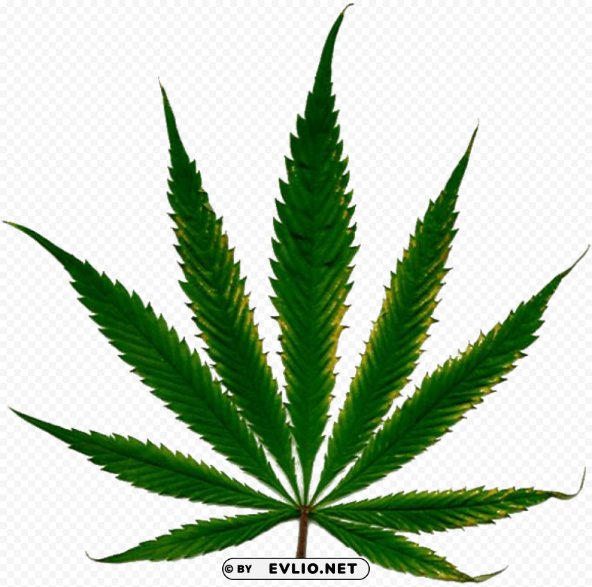 cannabis PNG with transparent overlay