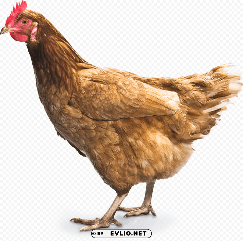 Chicken PNG For Web Design