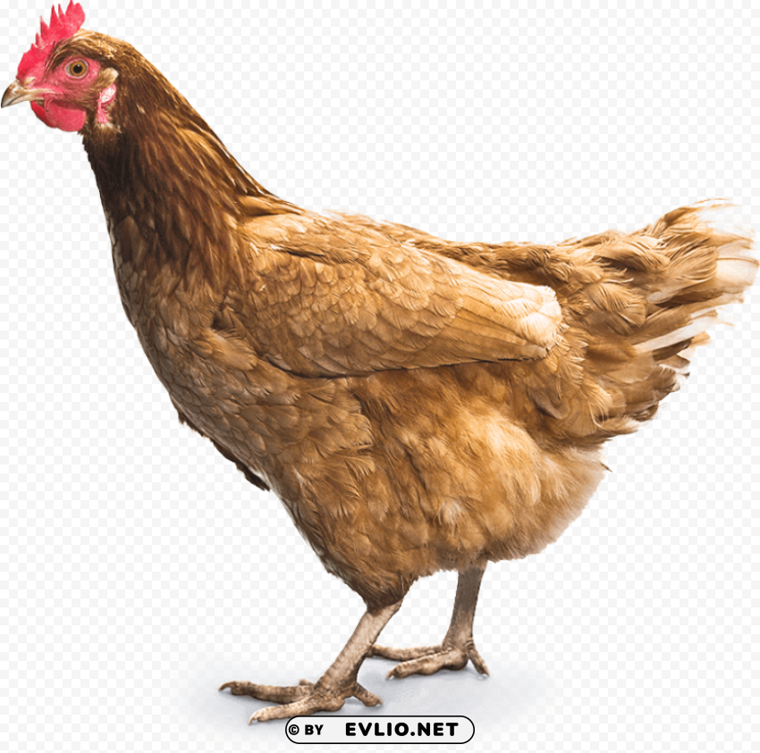 chicken PNG for web design