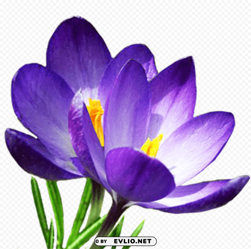 crocus s PNG images with no background free download