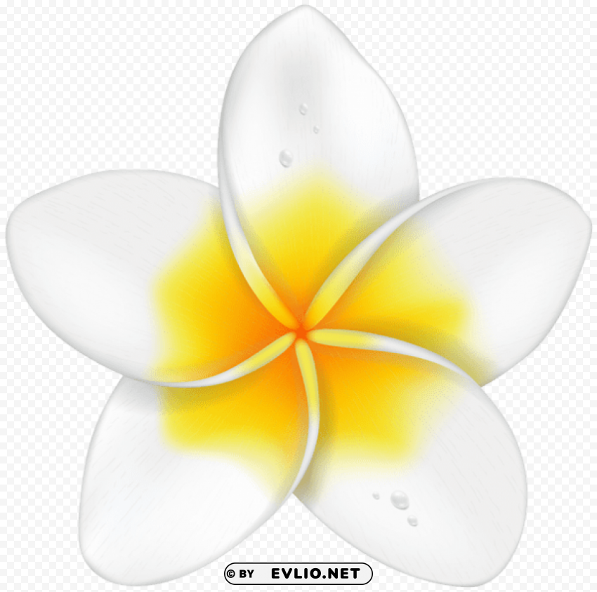 exotic flower plumeria Transparent PNG Isolated Graphic Element