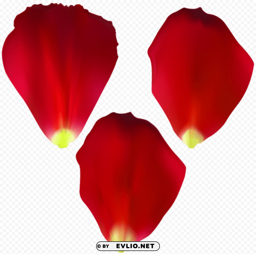rose petals set transparent Clean Background Isolated PNG Graphic Detail