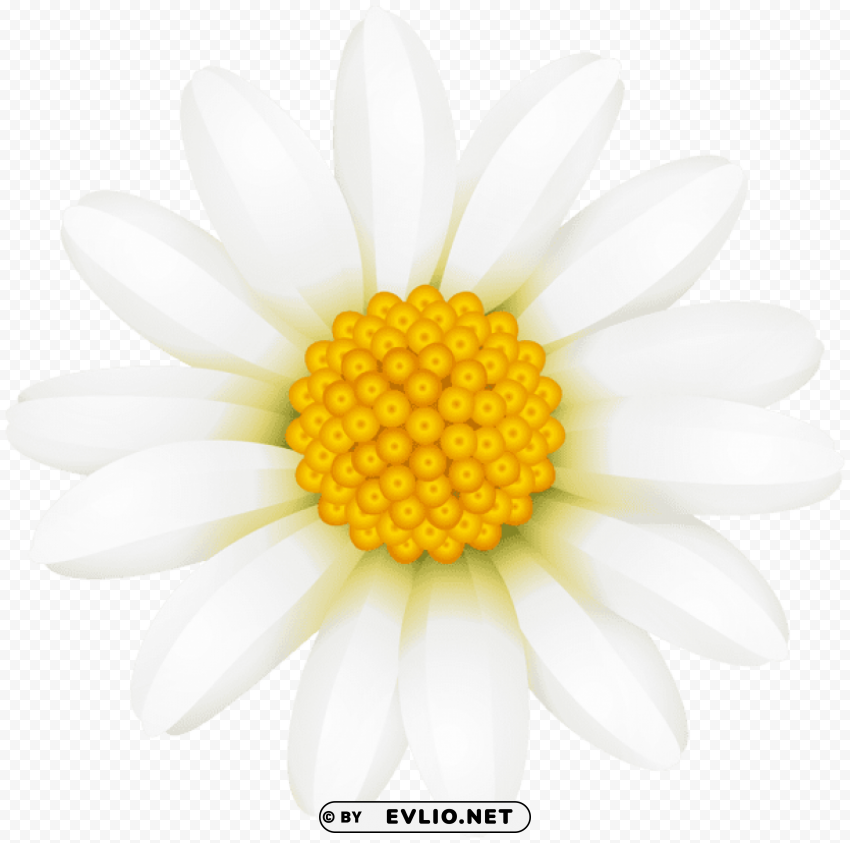 PNG image of white daisy HighResolution Transparent PNG Isolation with a clear background - Image ID 774c770a