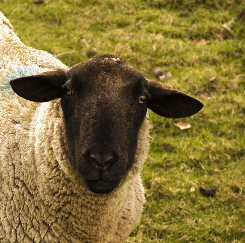 white sheep black sheep Isolated Artwork on Transparent Background PNG