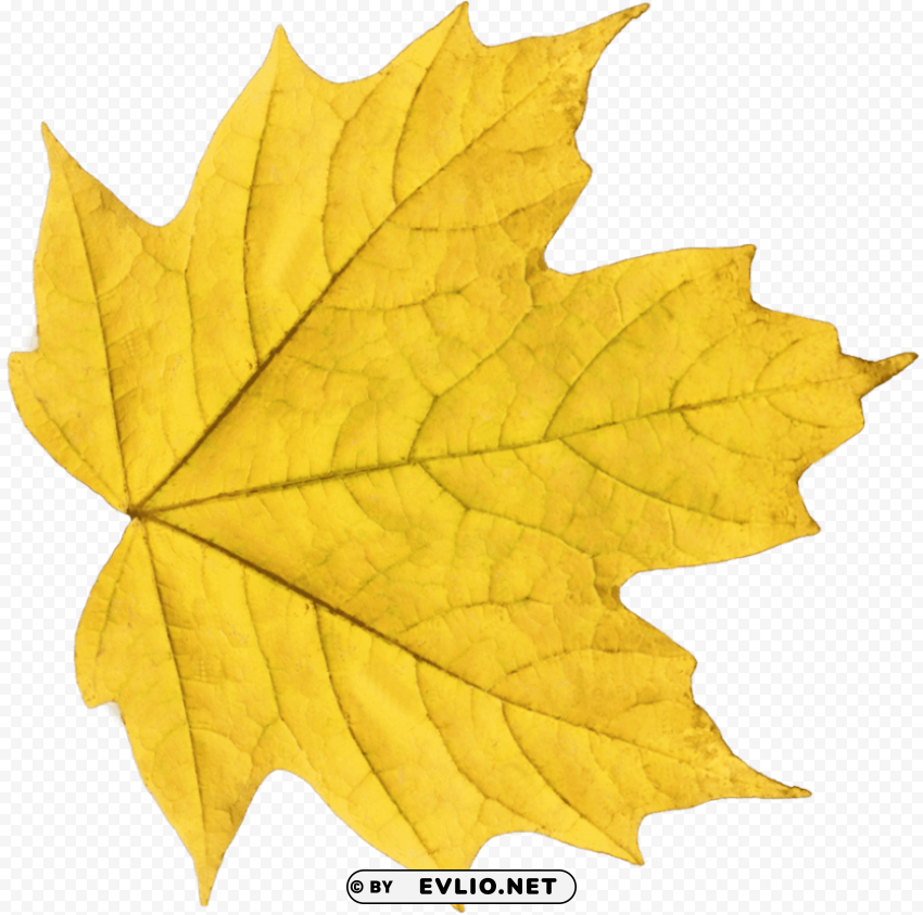 yellow leaf HighQuality PNG Isolated on Transparent Background