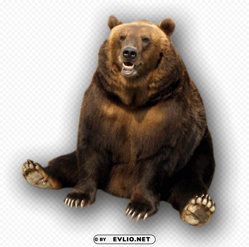 bear Isolated Graphic on HighResolution Transparent PNG