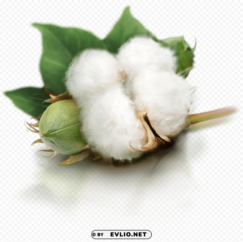 cotton plant Isolated Graphic on HighQuality PNG